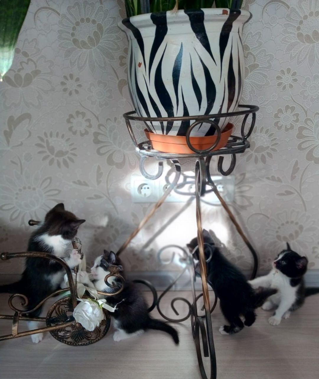 Котята от породистой мамы