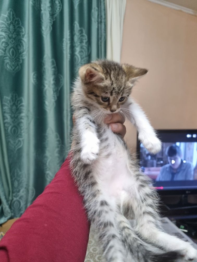 Кот и кошка 3 месяца