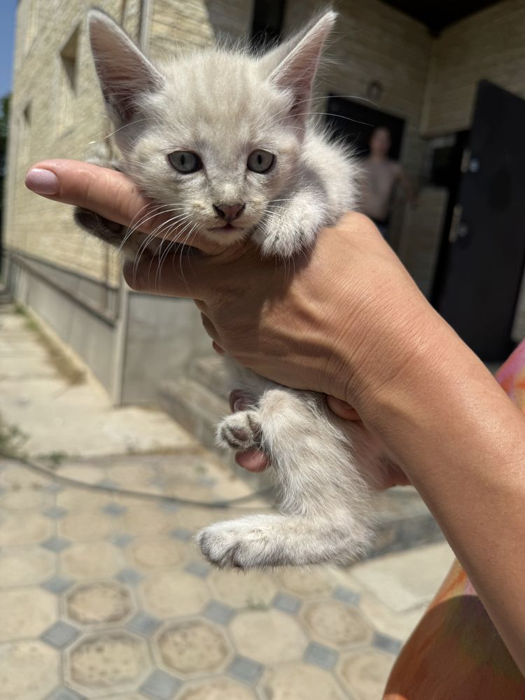 Отдам котят в хорошие руки, бесплатно