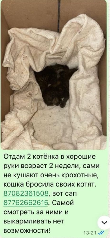 Котята в добрые  руки