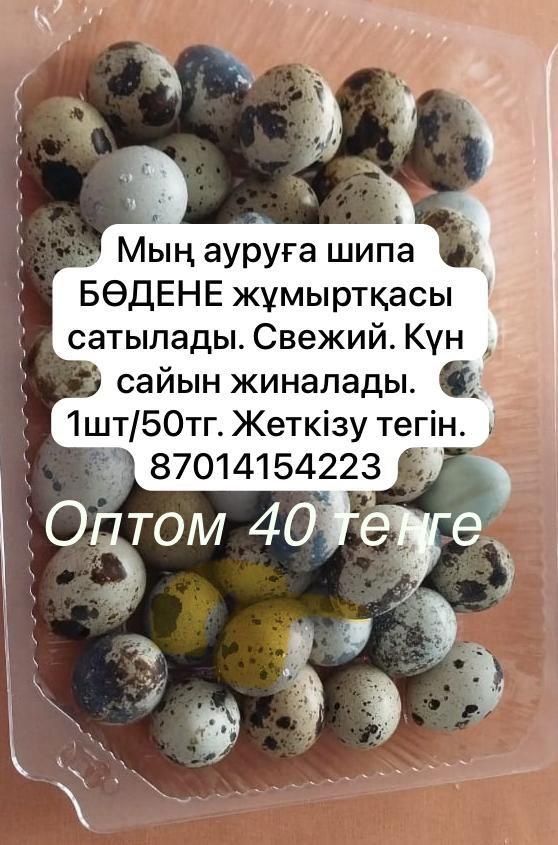Бөдене бизнесі. Бөдене еті, жұмыртқасы сатылады