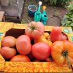Продам помидоры домашние