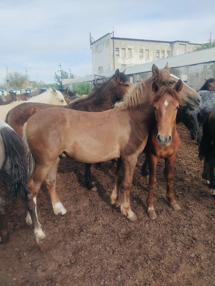Продам лошадей с откорма ,молодняк .