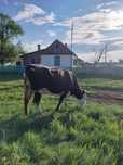 Продается молочная корова