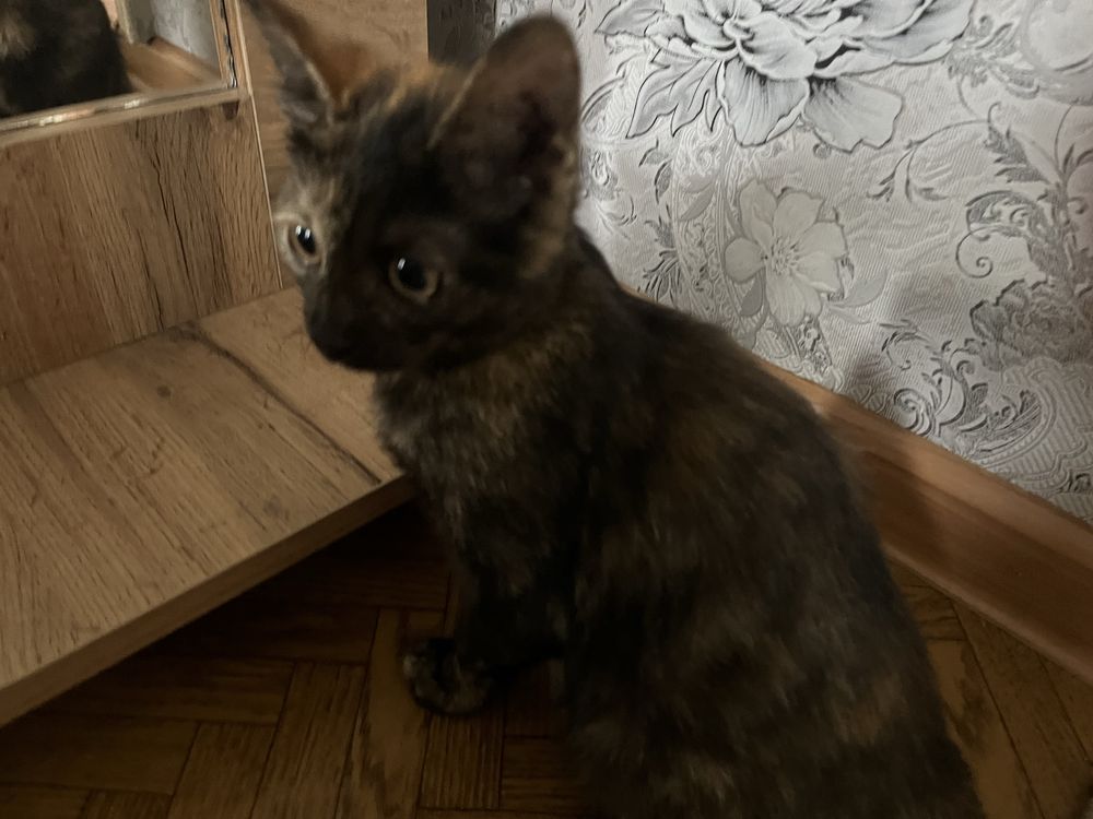 Отдам котенка в добрые и заботливые руки