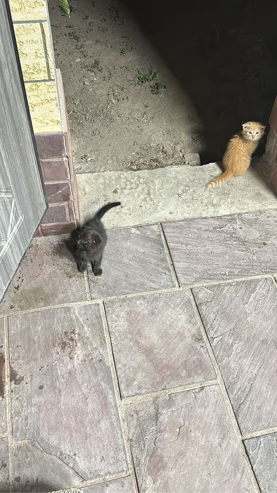 Вислоухие котята