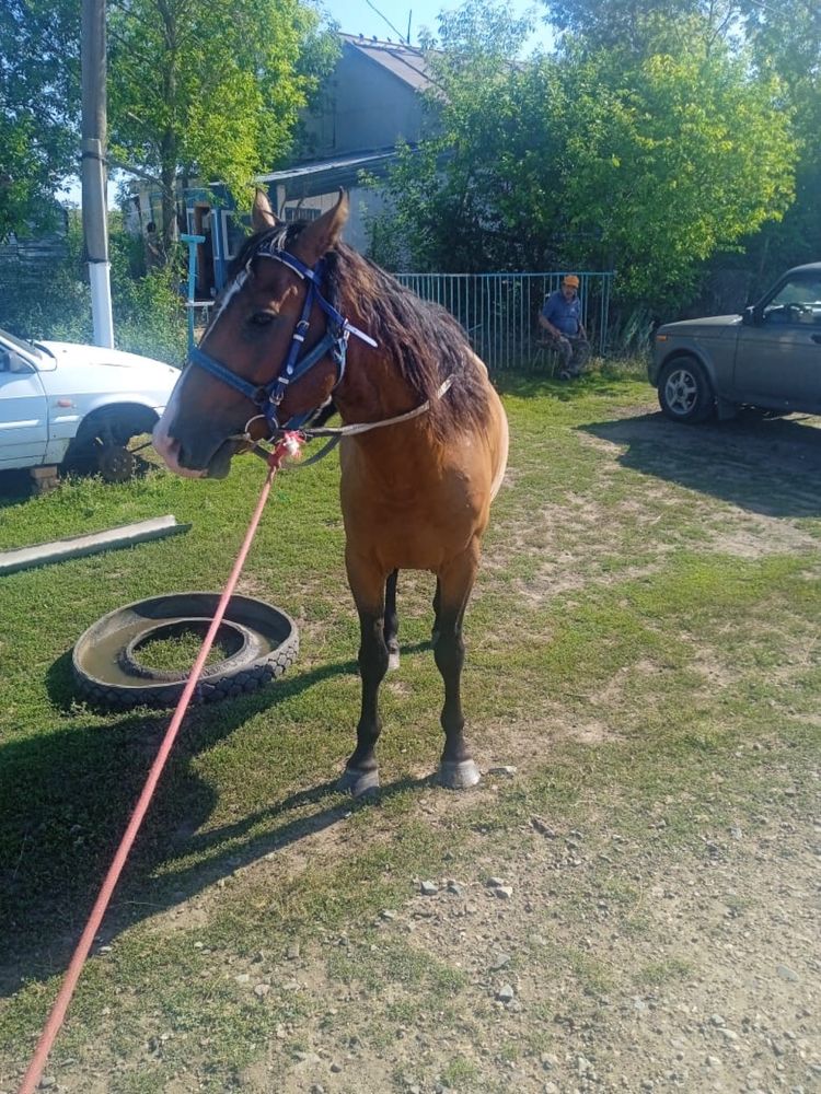 Продам жеребца 6 лет