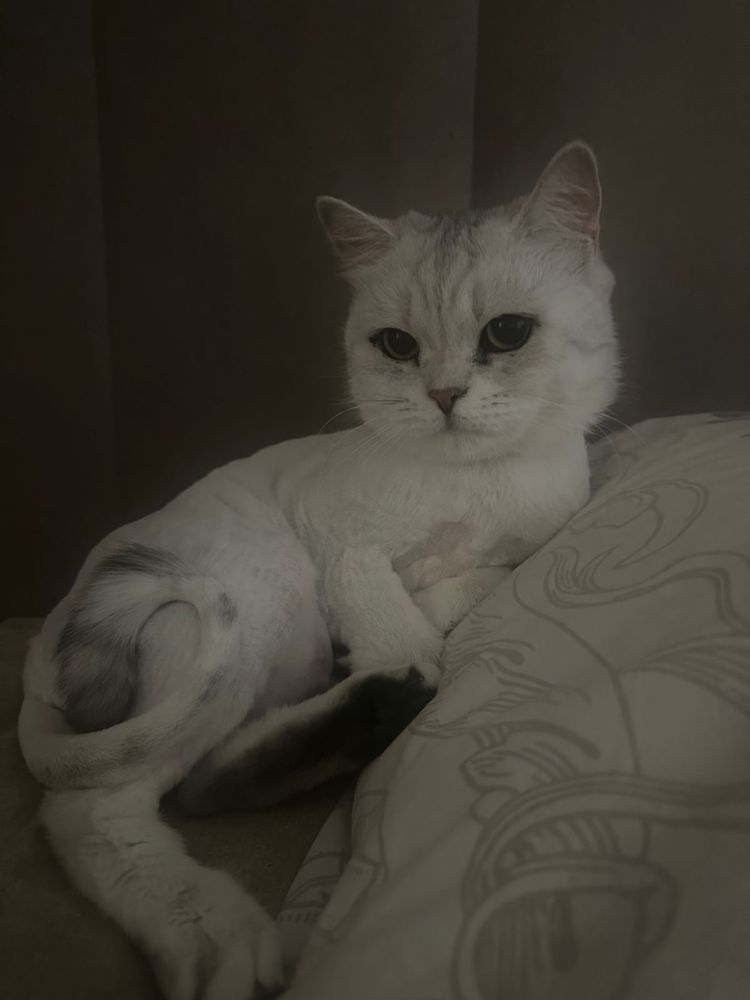 Срочно отдам кошку в добрые руки