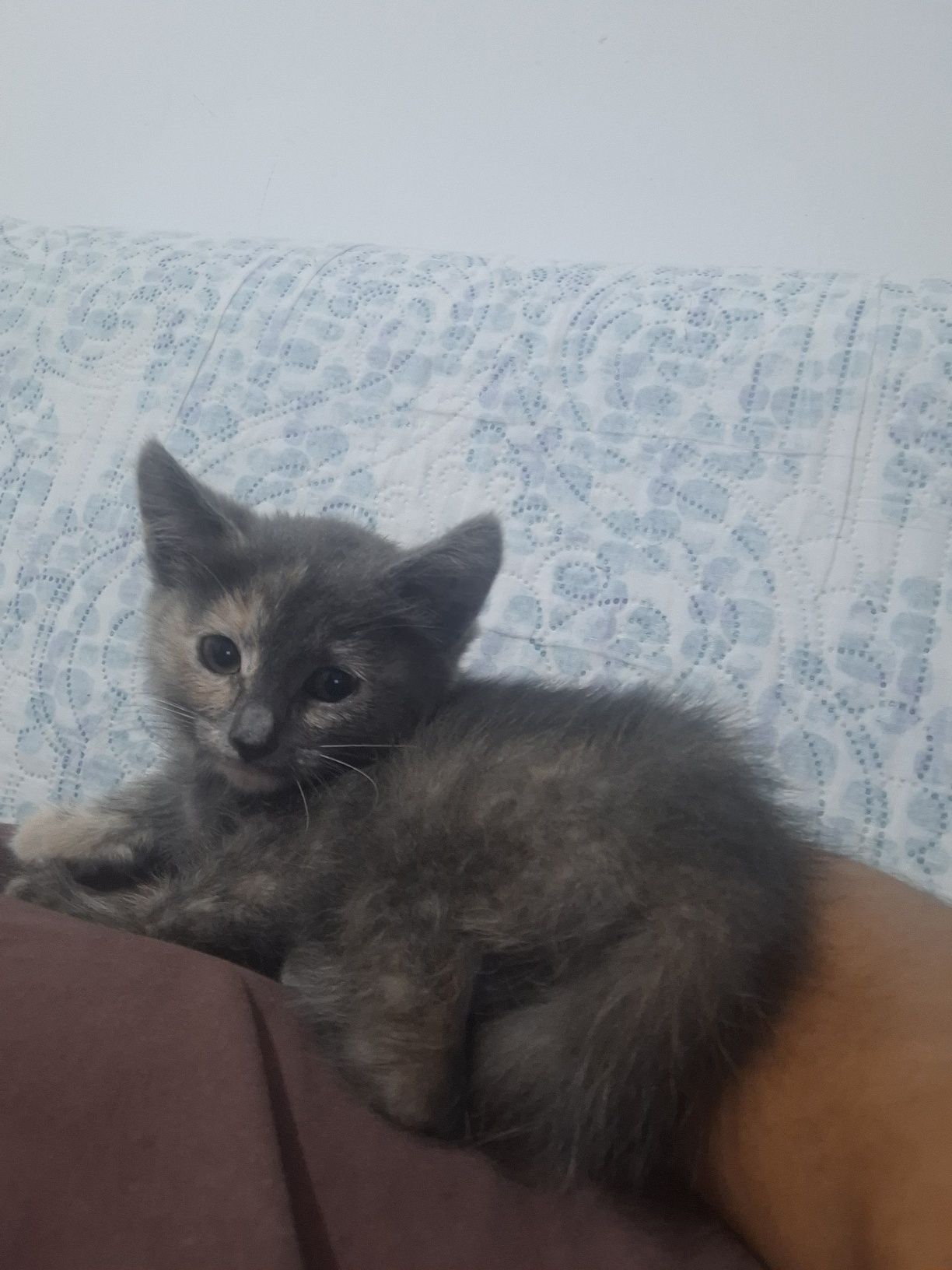 Котёнка девочка даром . Ей примерно чуть больше 2х месяцев от роду .
