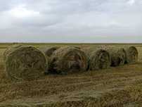 Сено луговая в рулонах