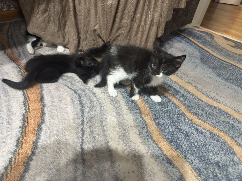 Котята домошние 1 мес