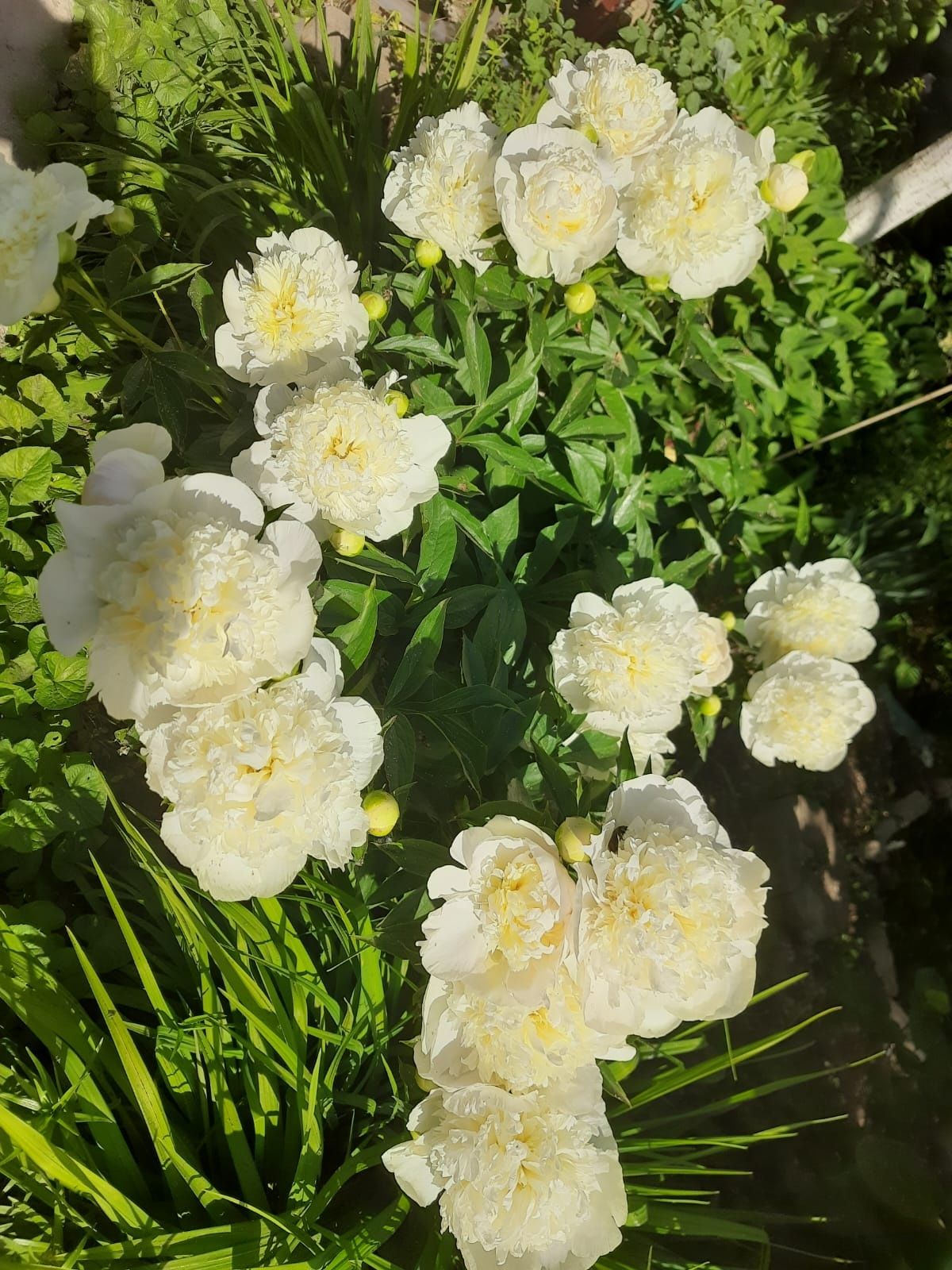 Цветы с клумбы, ягоды с грядки