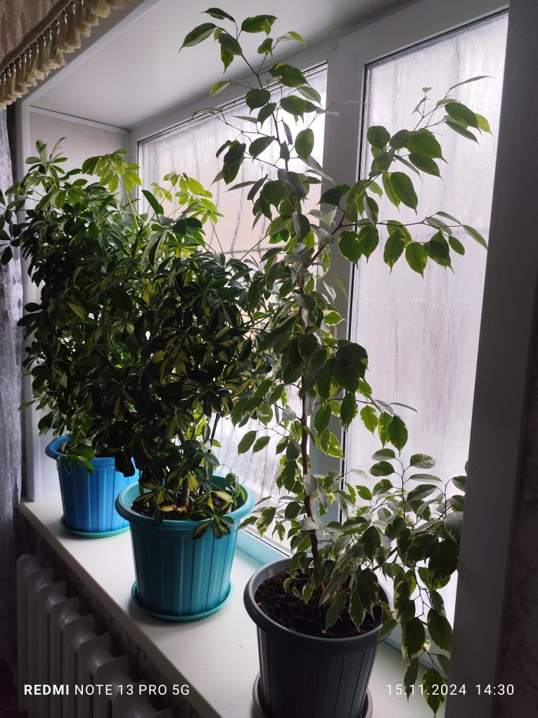 Продам комнатные цветы большие.