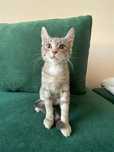 Котенок в добрые руки, читать описание