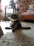 Котята мужики супер