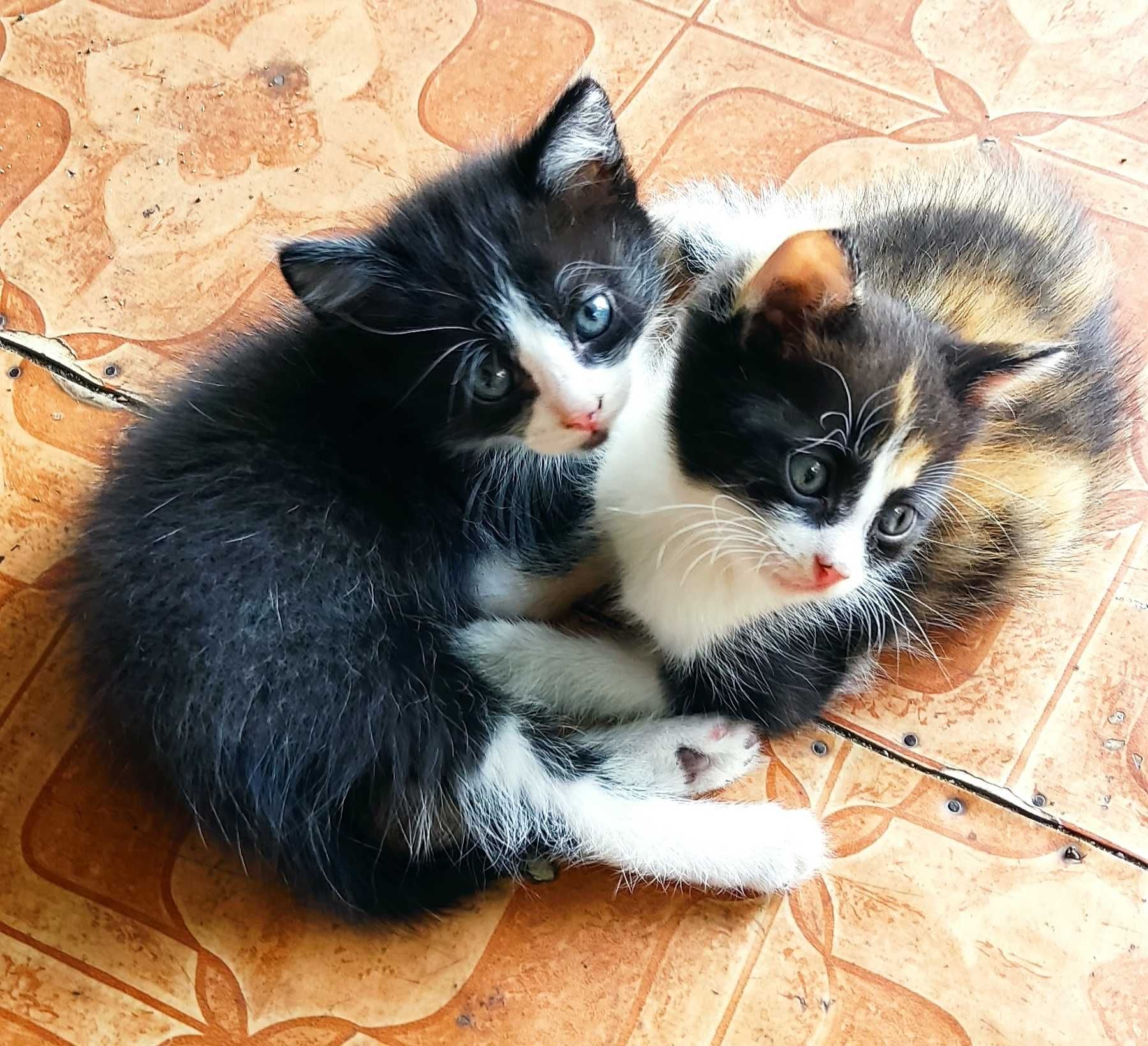 Дарю шустрых умных  котят