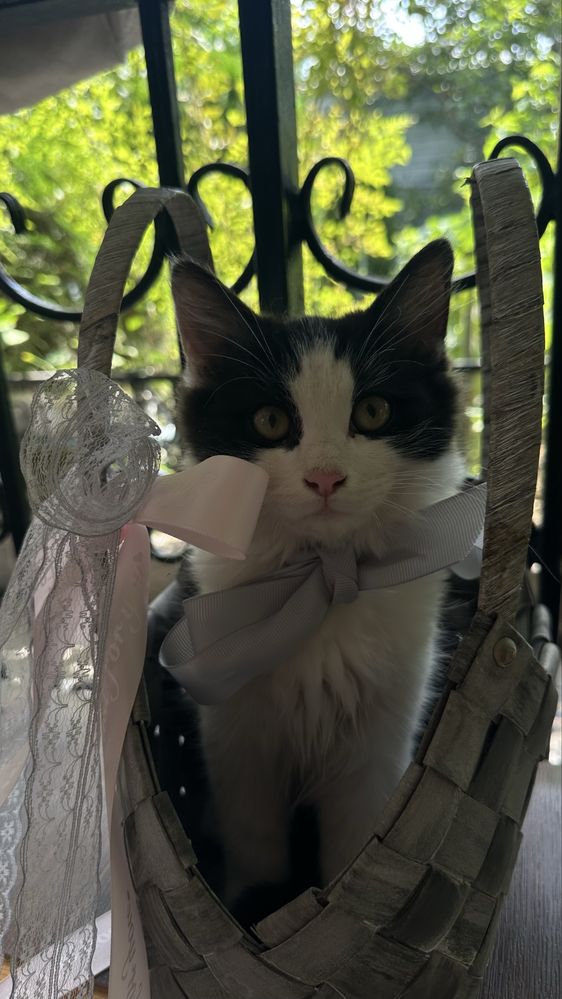 Подарю котенка мальчика