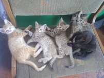 Отдам котят в хорошие руки