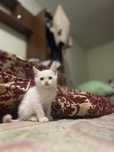 Отдам пародистых котят в хорошие руки