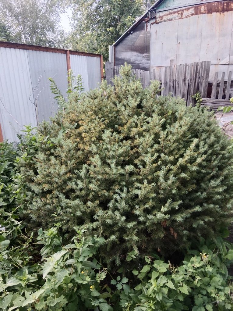 Продам дачу!Черёмушки!