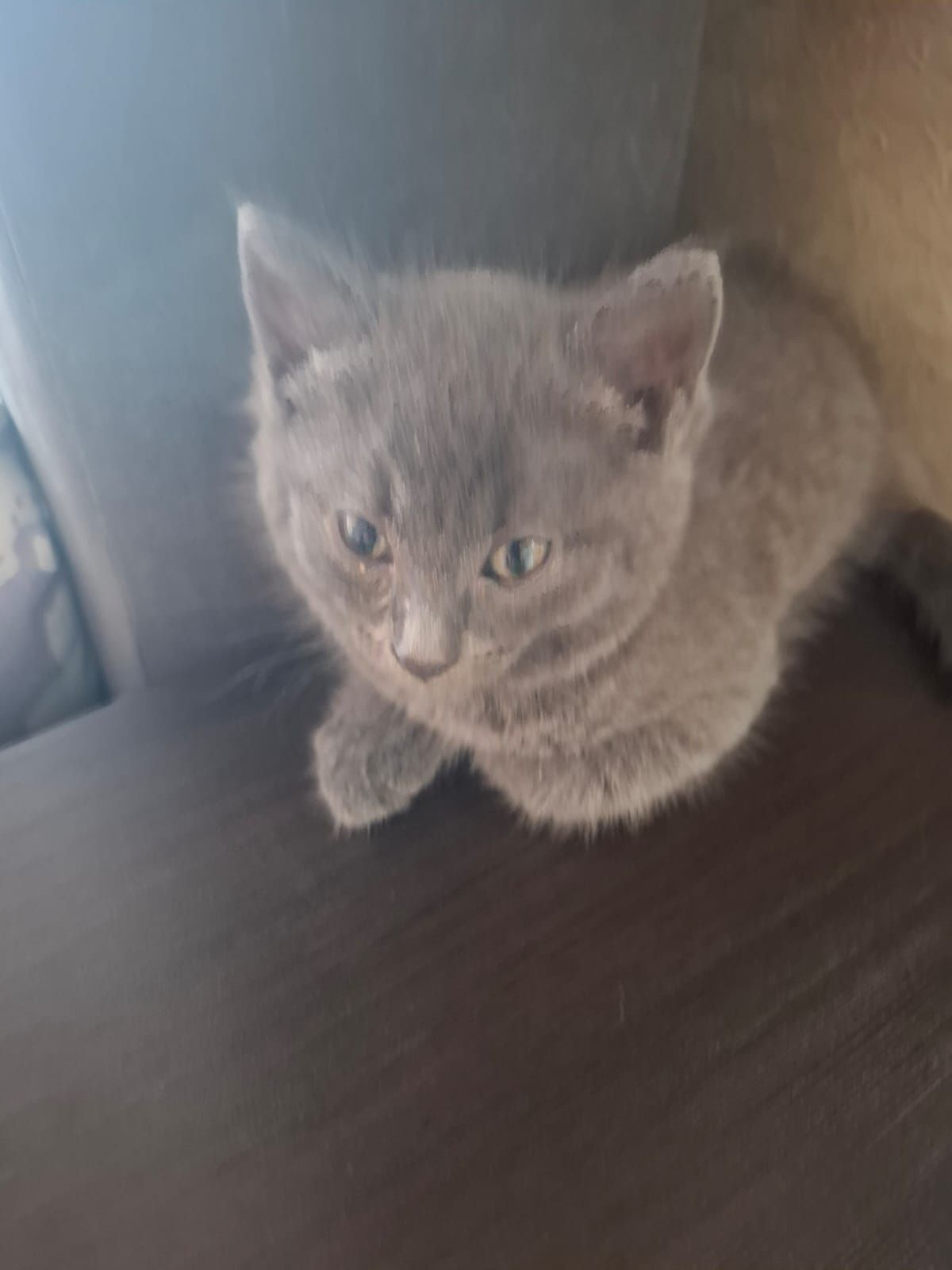 Отдам в добрые руки котят