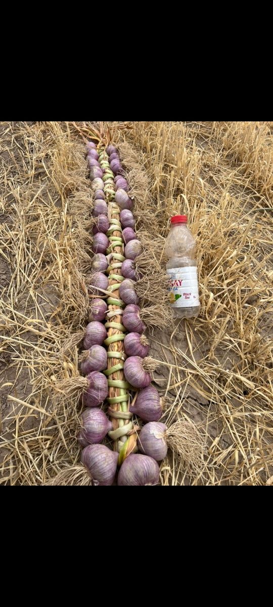 Чеснок на продажу!