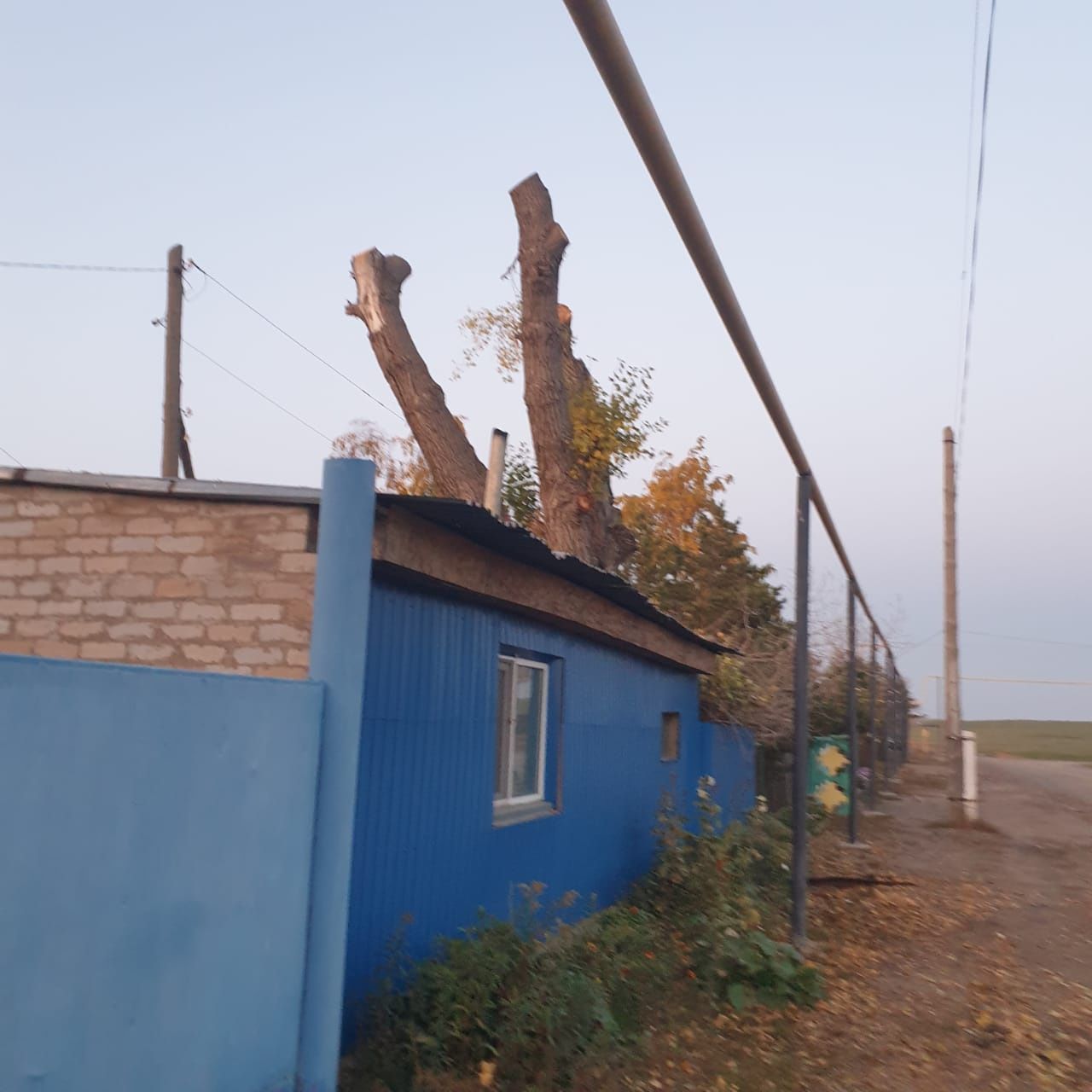 Спил дерево кронирование, санитарные обрезки, валка дерево.