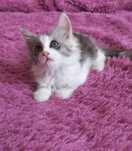 Отдам бесплатно котёнка