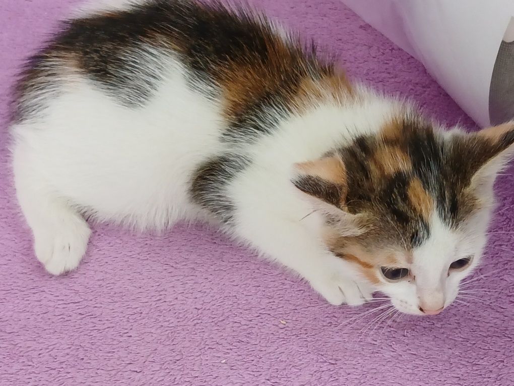Кисоньки, 1,5 мес. в дар