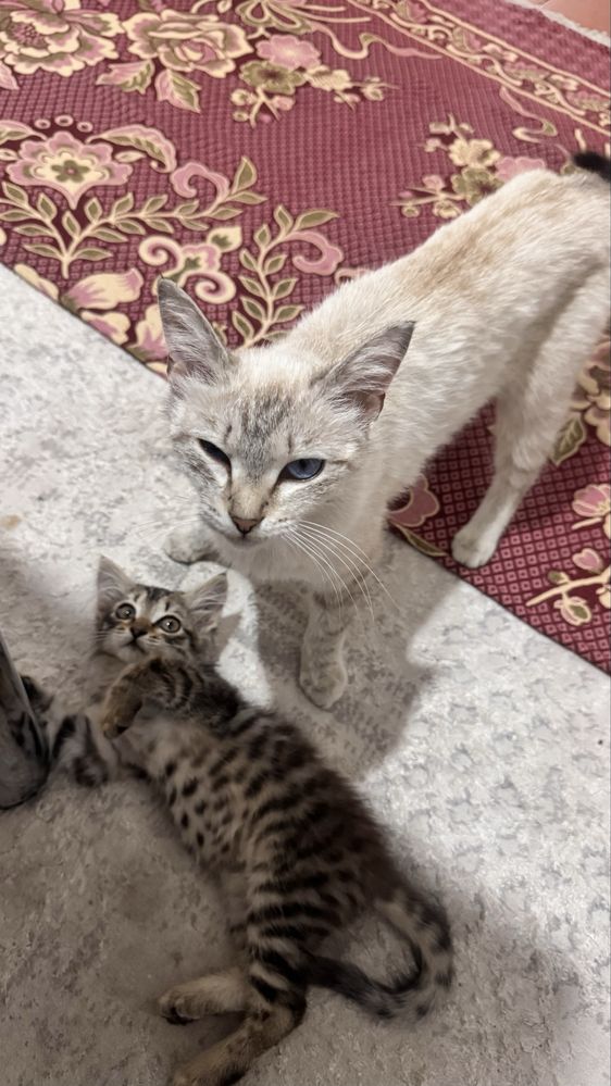 Кот белый пушыстый,3 котёнка