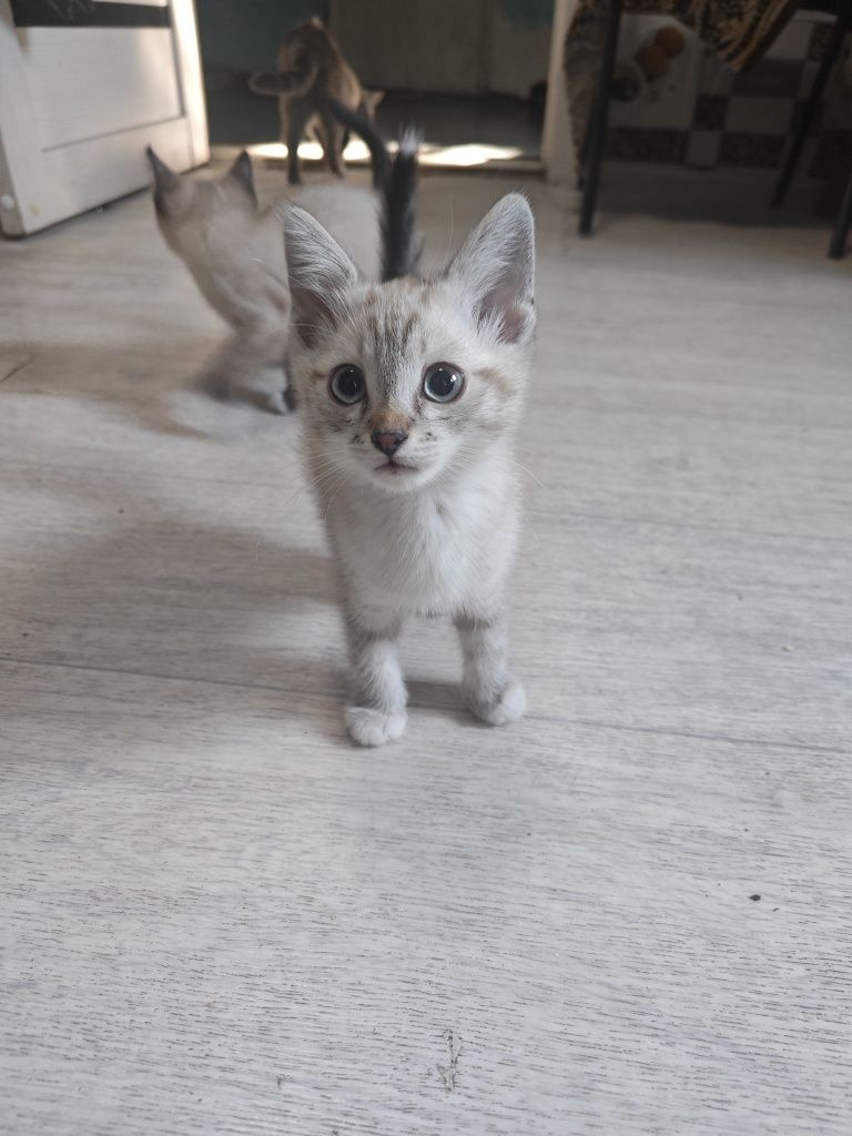 Милый котик ищет дом