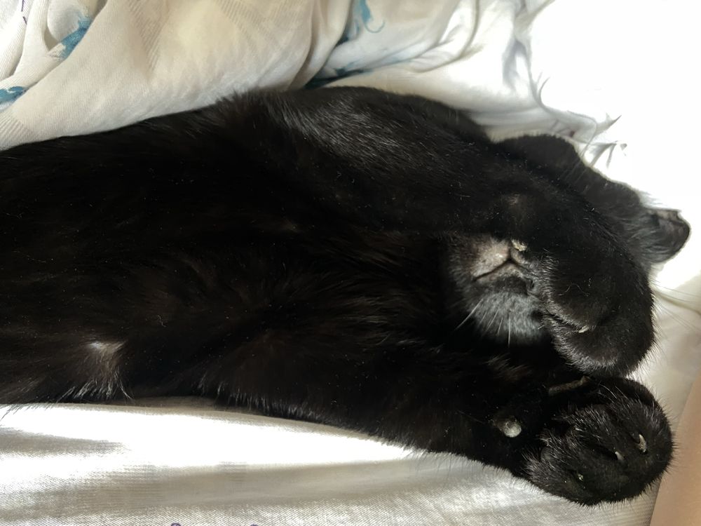 Отдам кота