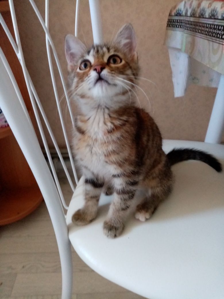 Отдам котёнка в добрые руки