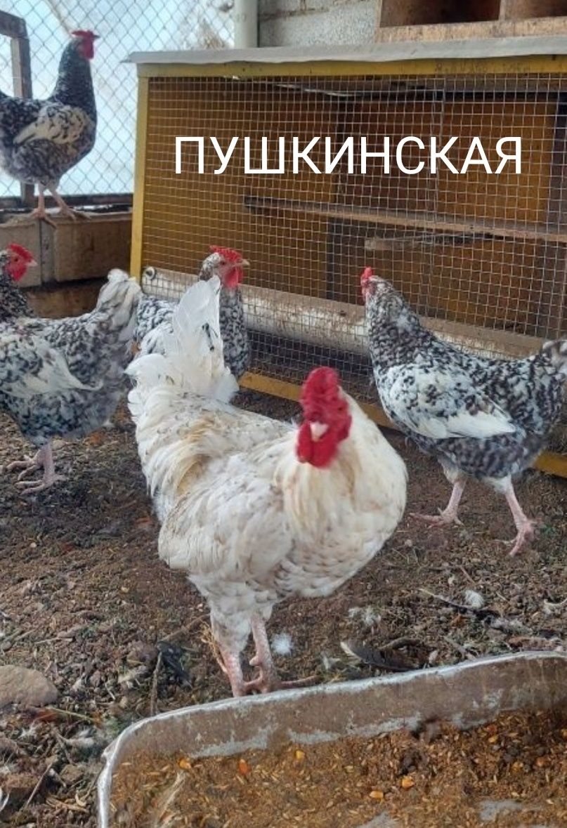 Продам Цыплят. Цены разные..
