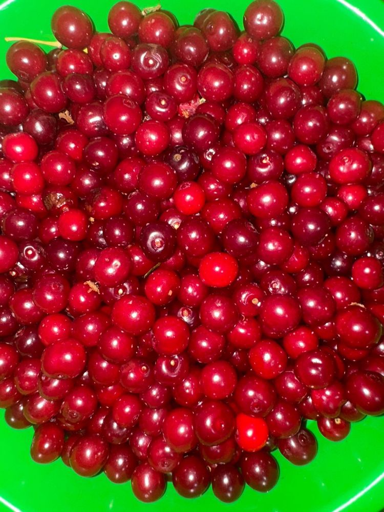 Продаю крупную вишну