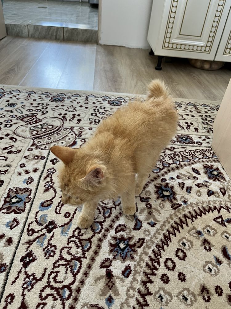 Отдам в добрые руки кота