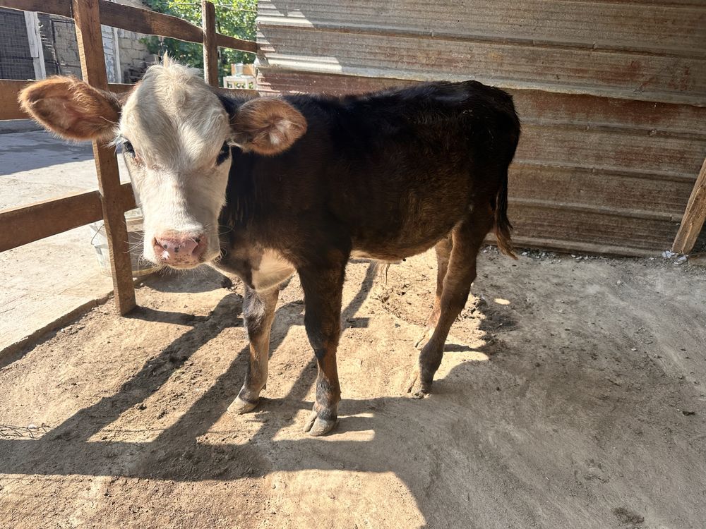 Продам 2 коровы дойные