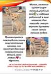 Щенки ищут дом и любящих хозяев!