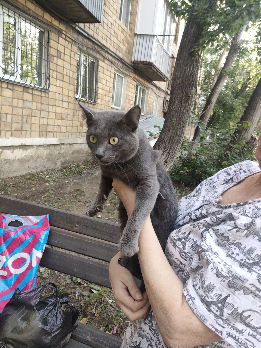 Отдаю бесплатно кота