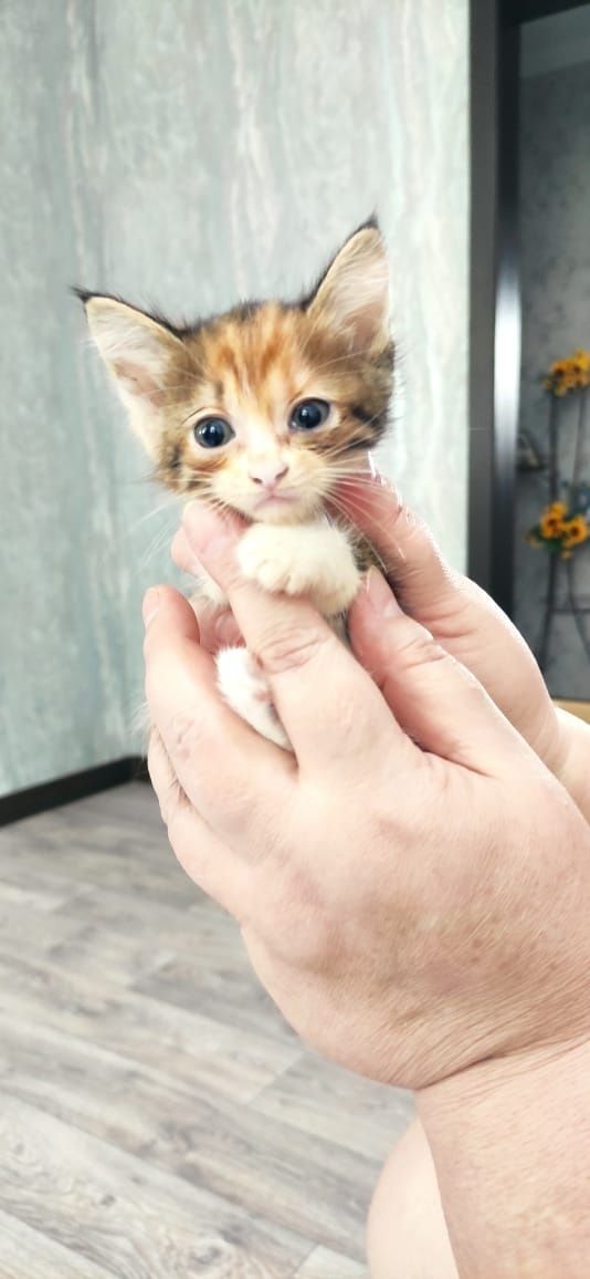 Отдам котят в добрые руки