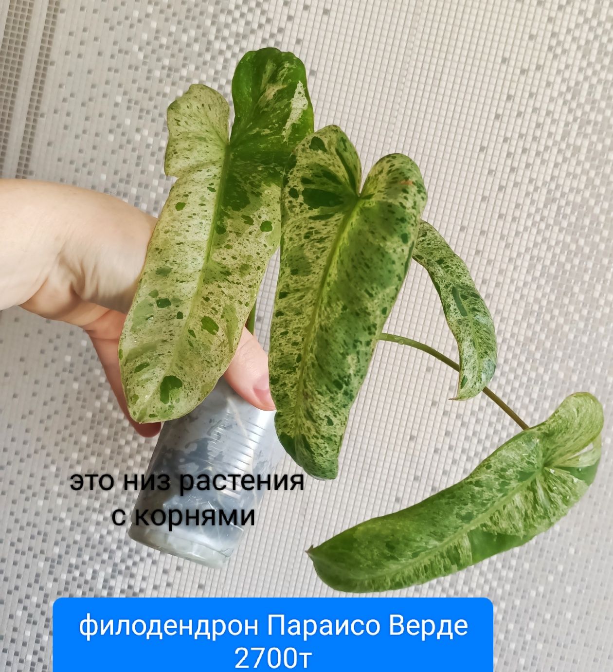 Филодендрон САНТА ЛЕОПОЛЬДИНА от 1000т