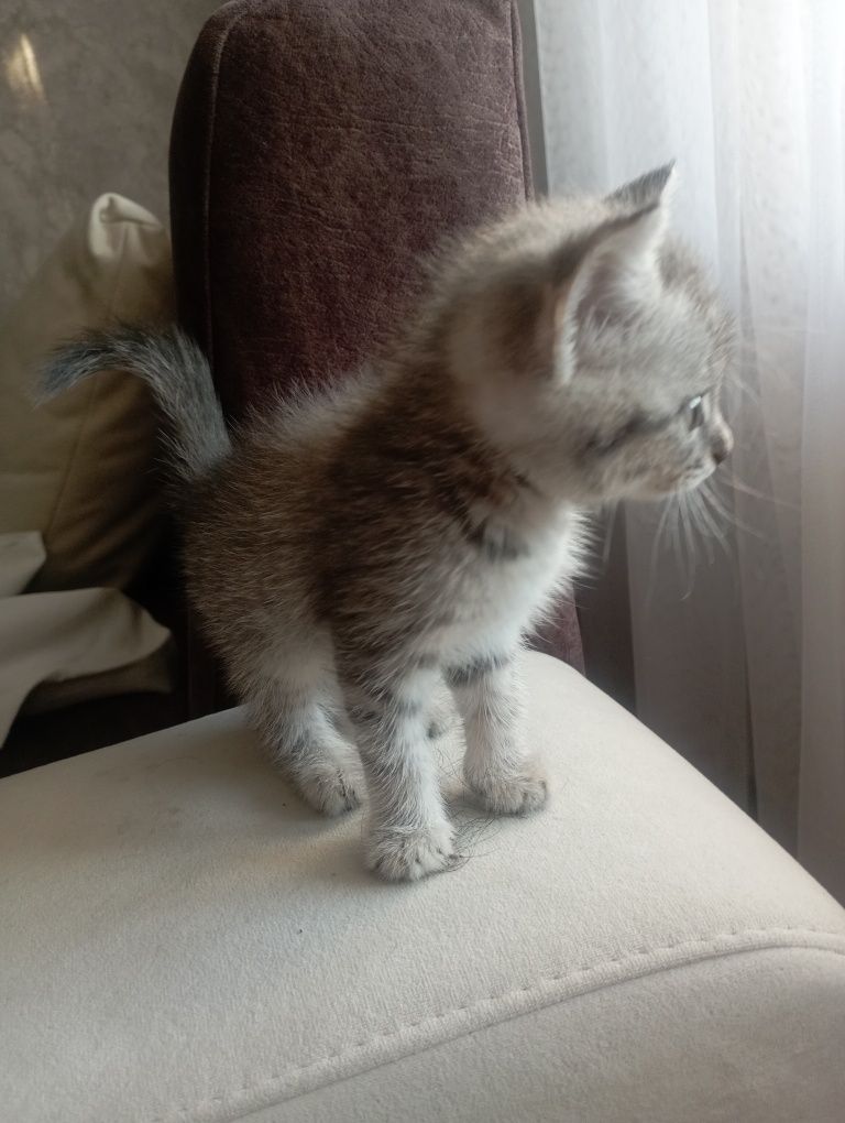 Отдам котенка в добрые руки