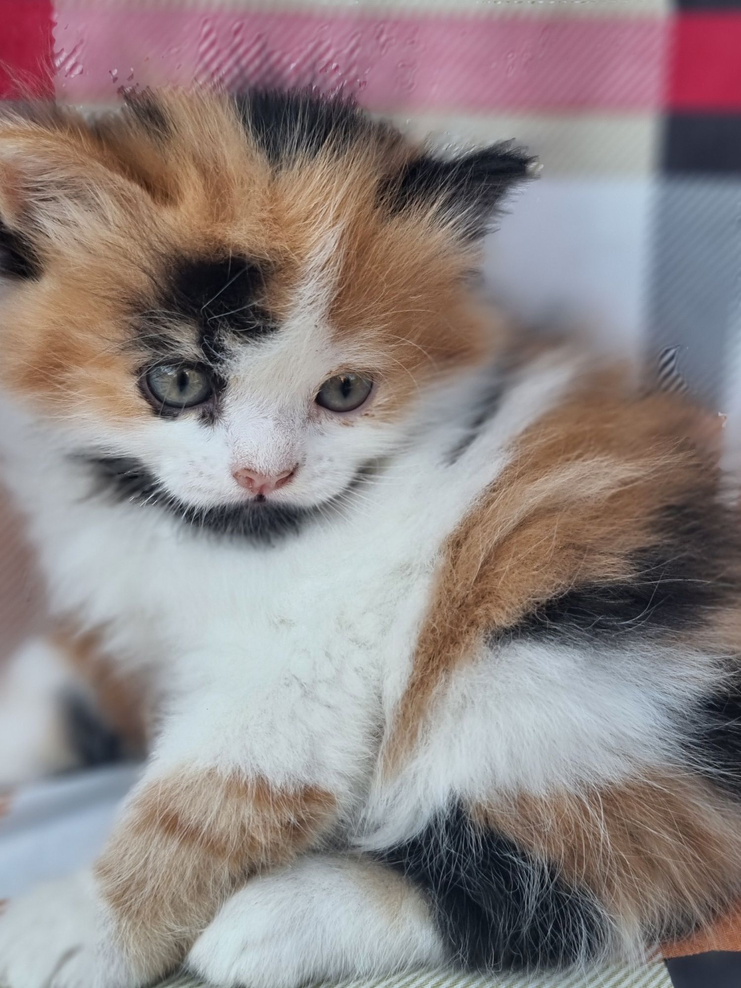 Продам шотланских котят