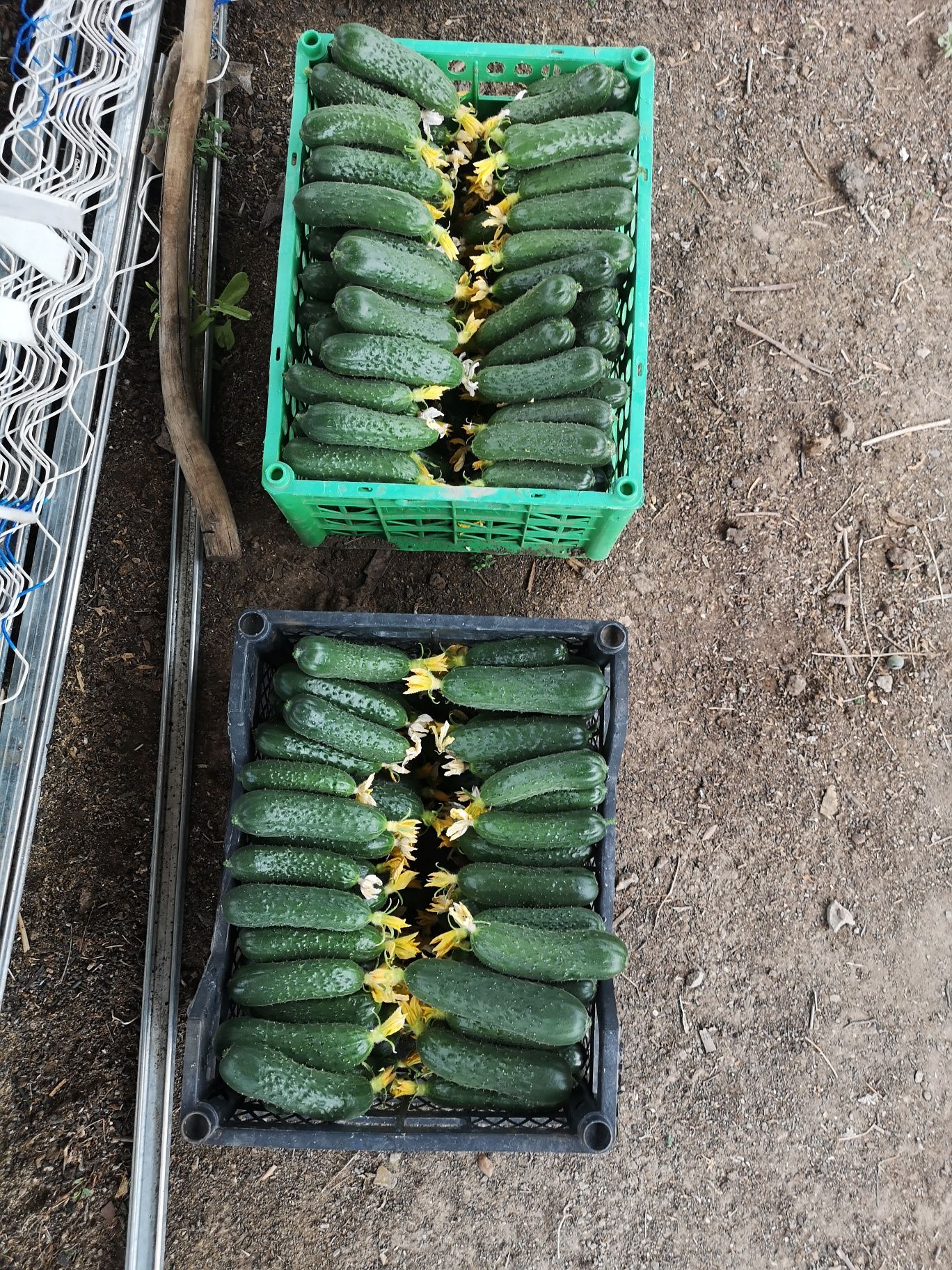 Тепличные огурцы