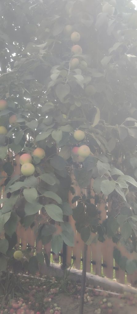 Продам яблоки домашние, свежий урожай