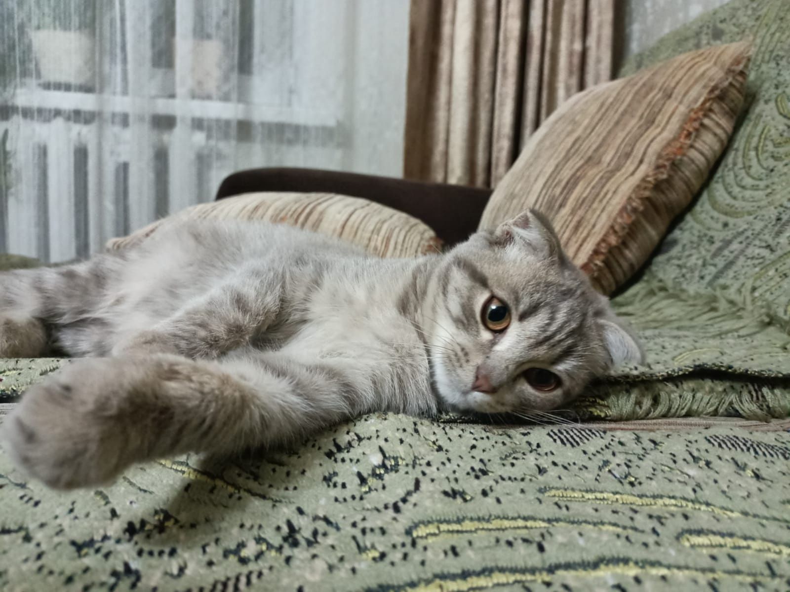 Продам котёнка. Шотландский вислоухи