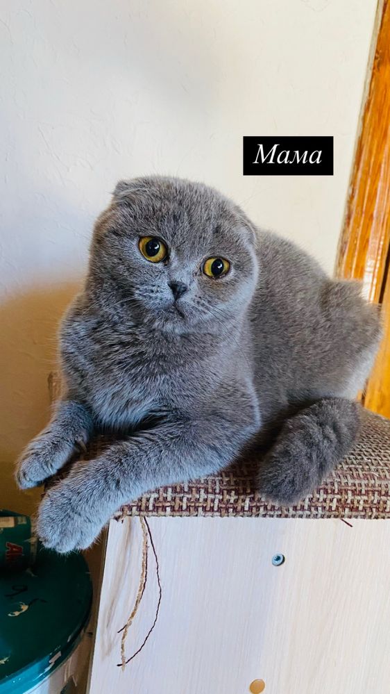 Шотландский вислоухий котята