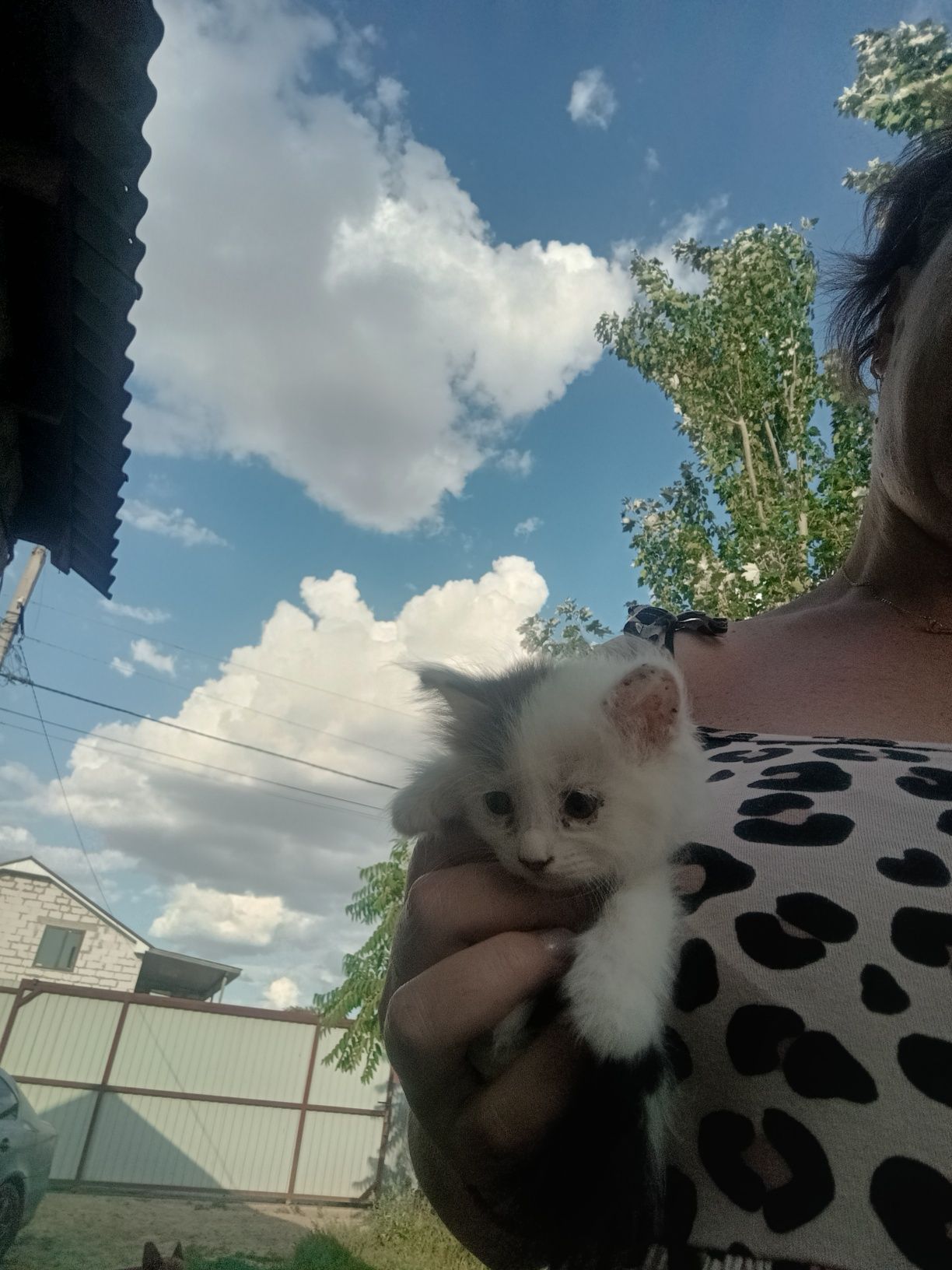 В добрые руки котята.Возраст 1.5 мес.