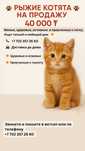 Котята рыже - белые тигрята