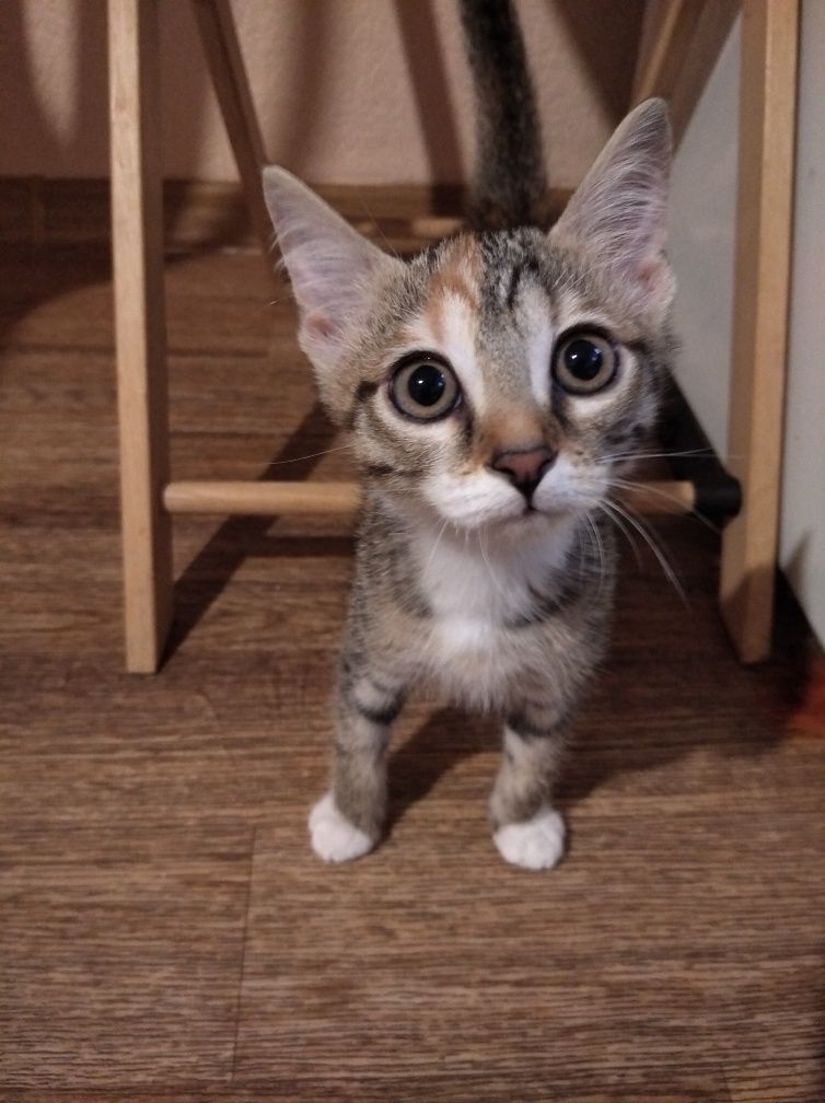 Игривый котёнок кошечка